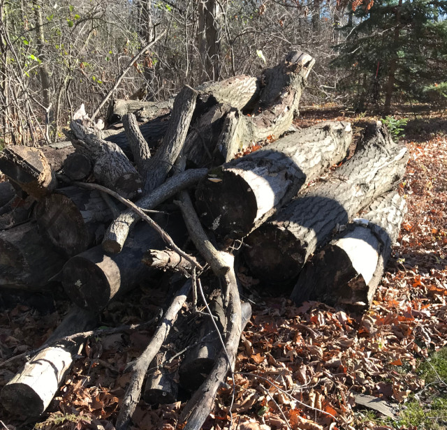 picture of uncut firewood