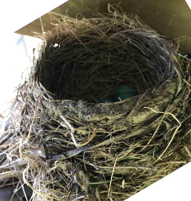 image of robin's nest with eggs inside