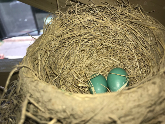 image of robin's nest with eggs inside