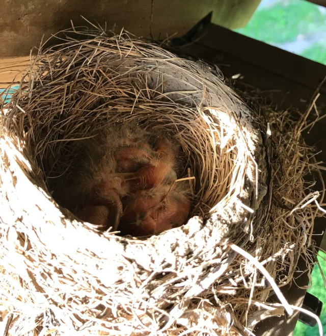 image of robin's nest with baby birds inside