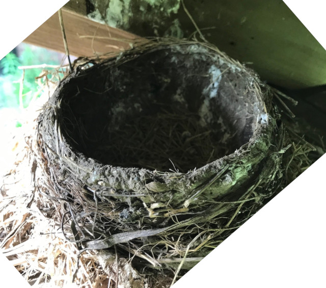 image of an empty robin's nest
