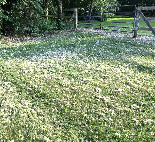 picture of cottonwood litter on the grass