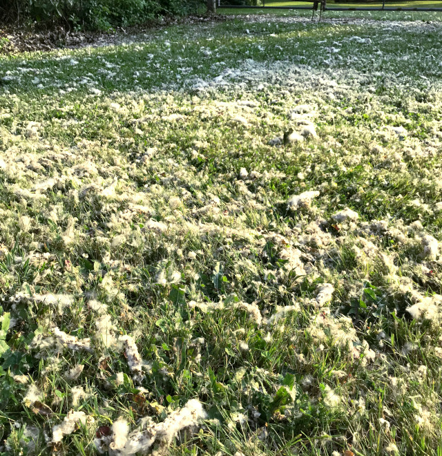 picture of cottonwood litter on the grass