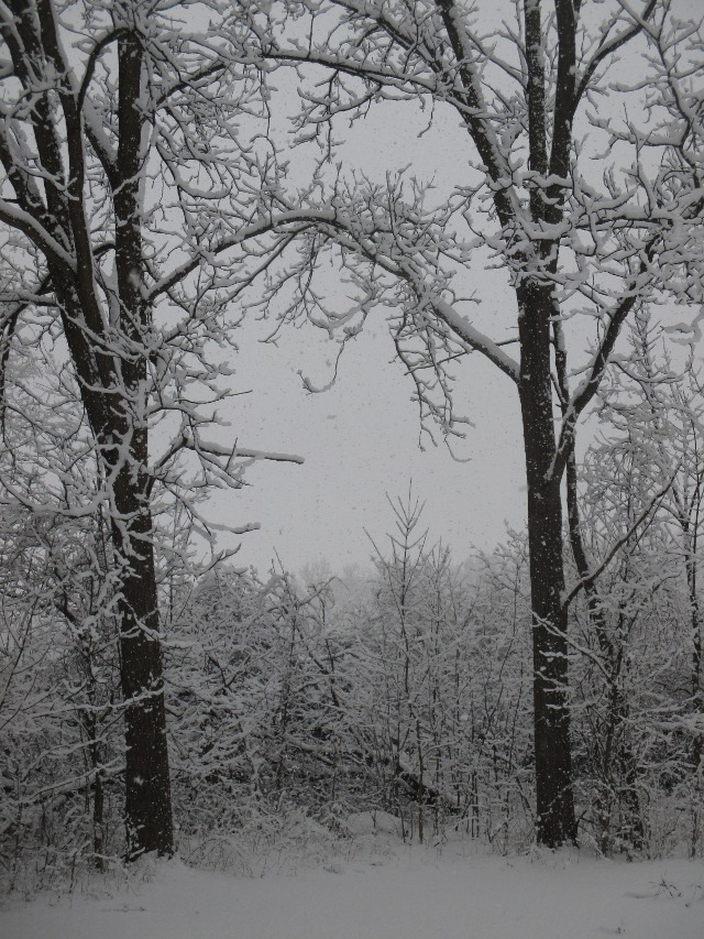 image of snow-covered trees in our back yard