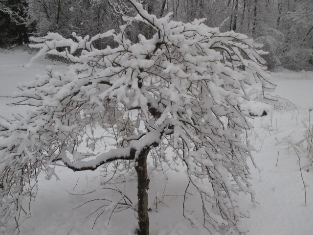 image of snow-covered trees in our back yard