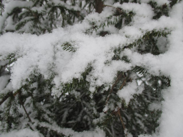 image of snow-covered trees in our back yard