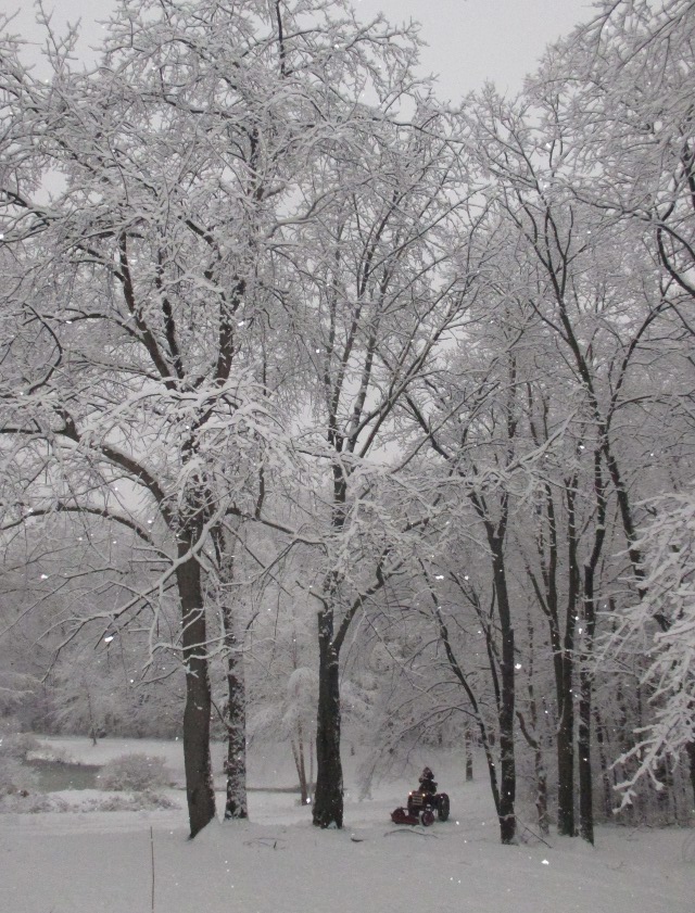 image of snow-covered trees in our back yard