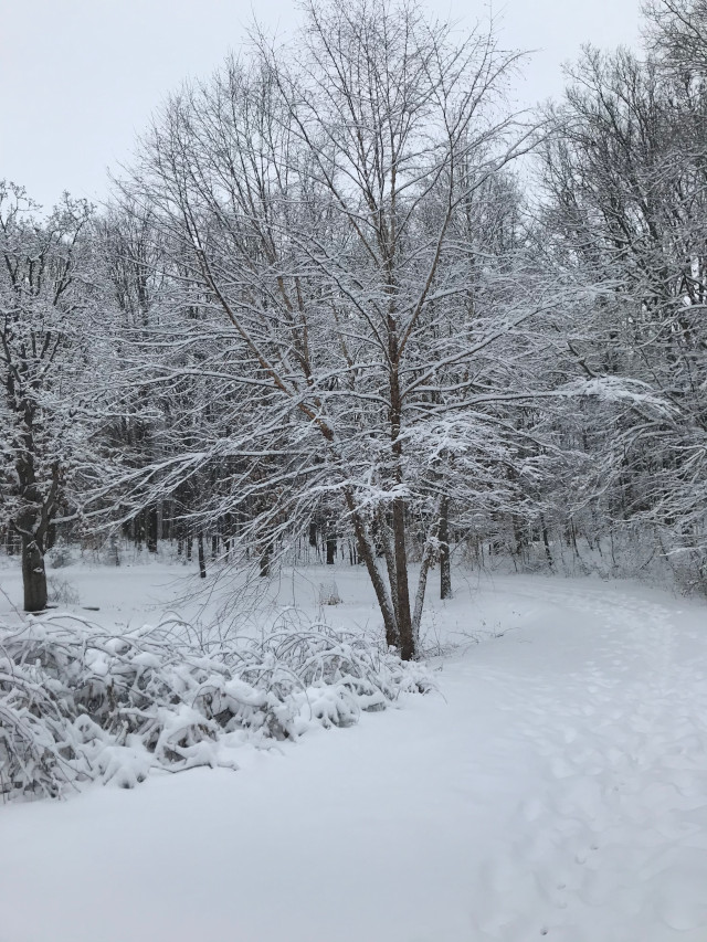 image of snowy scenery, snow and ice on trees