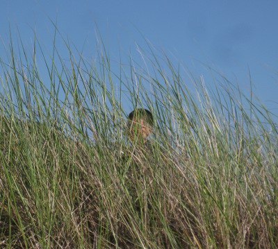 photo of a child in the dune grass at the Lake Michigan beach at Maranatha